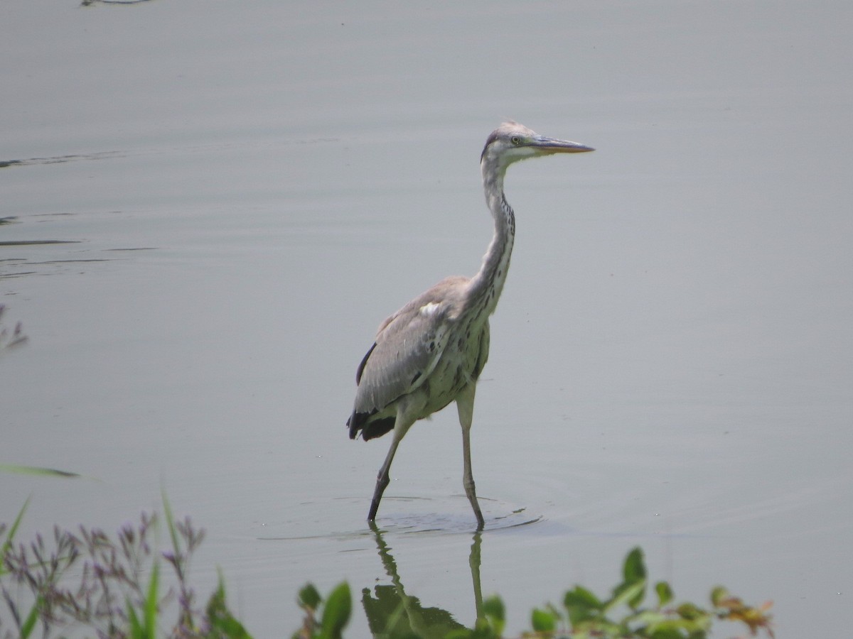 Gray Heron - ML622464398