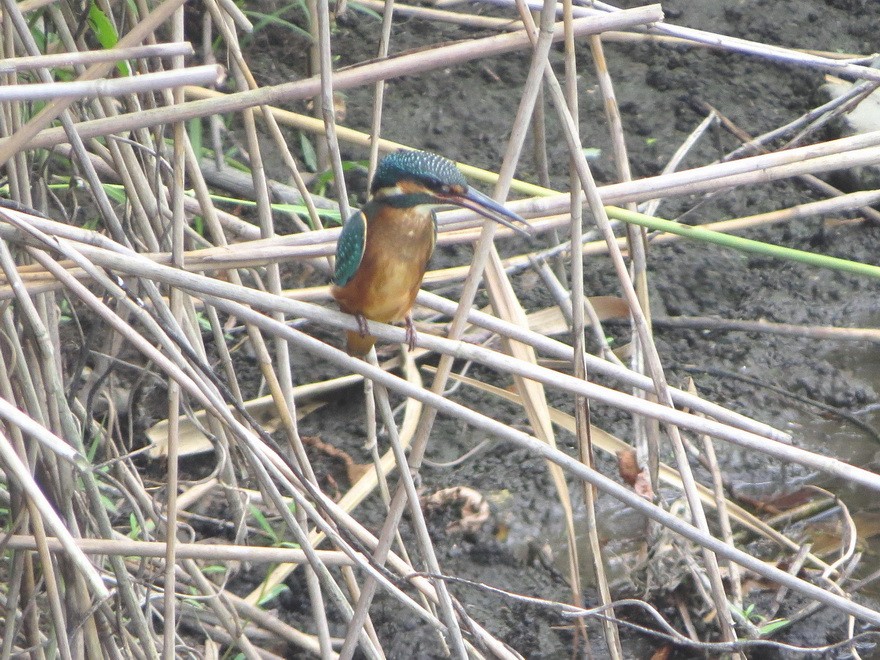 Common Kingfisher - ML622464399