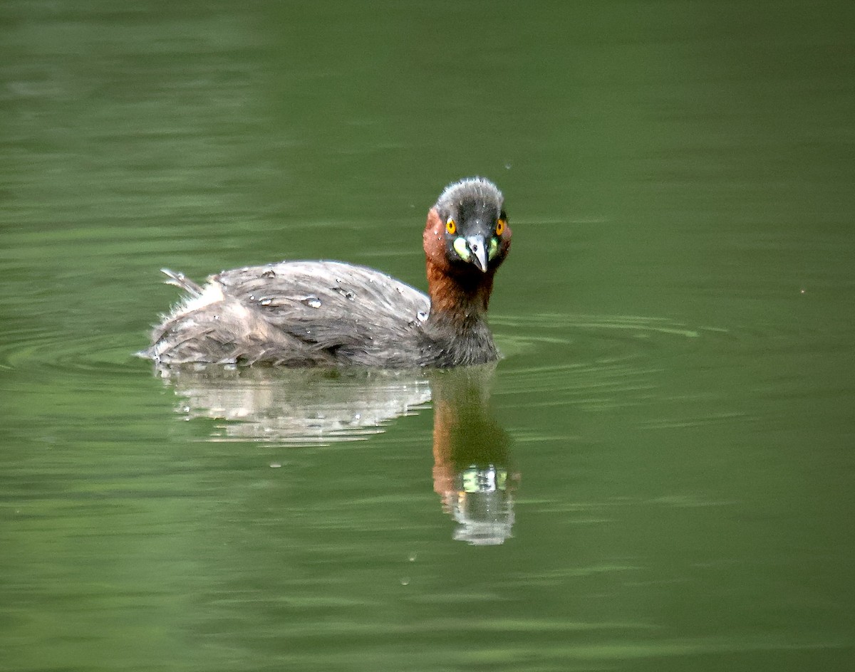 Little Grebe - ML622464442