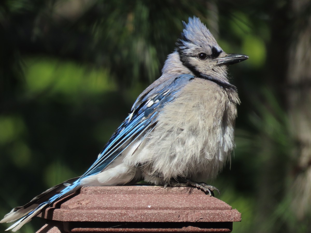 eBird Checklist - 12 Aug 2024 - 105 Longs Peak Drive, Cheyenne - 12 species