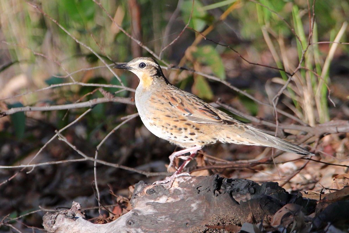 Spotted Quail-thrush - ML622464524