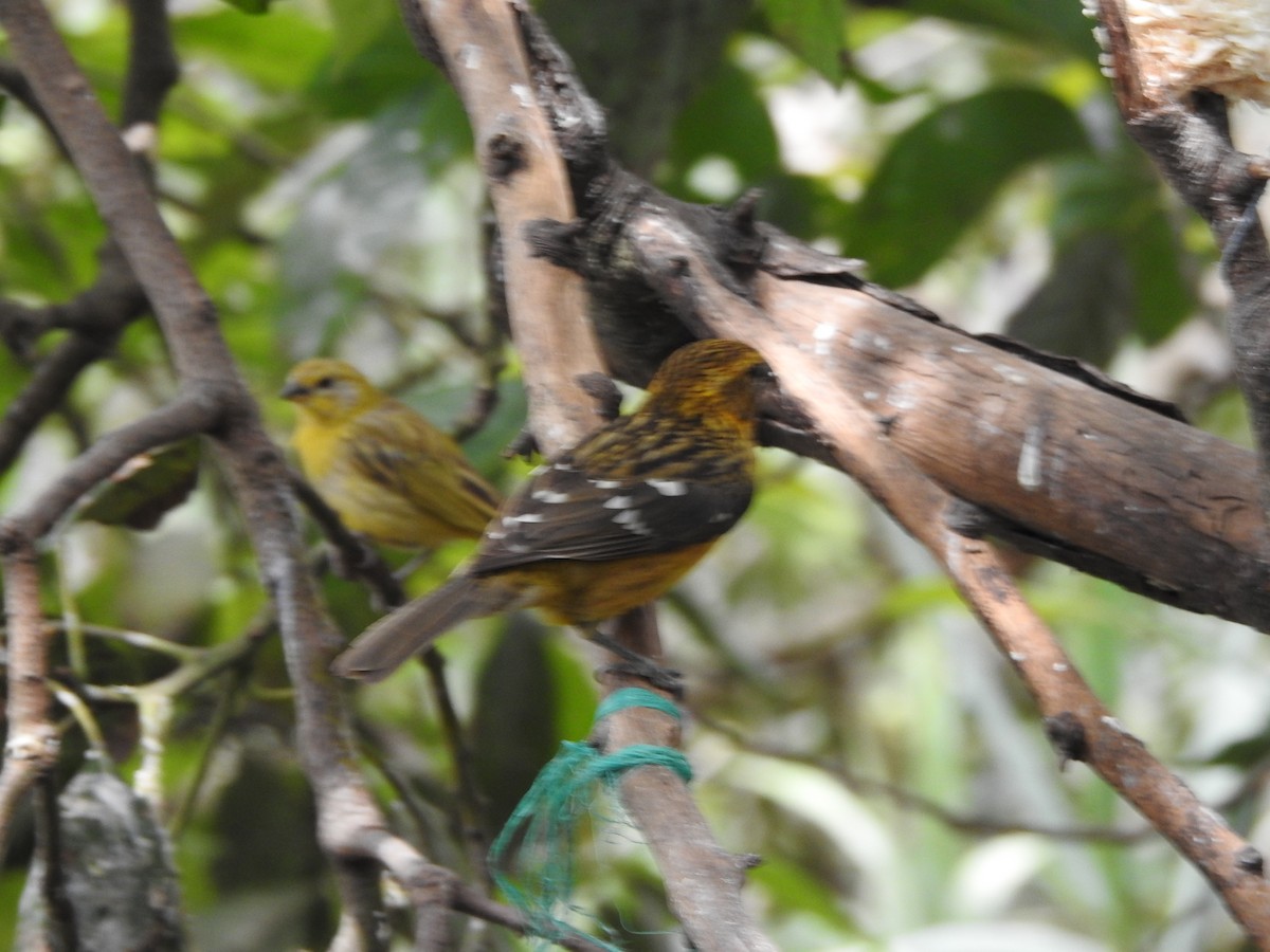 Golden Grosbeak - ML622464529