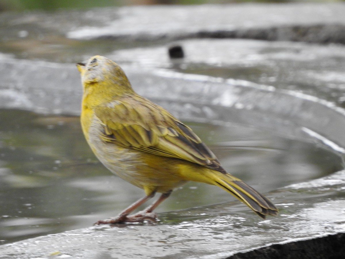Saffron Finch - ML622464567