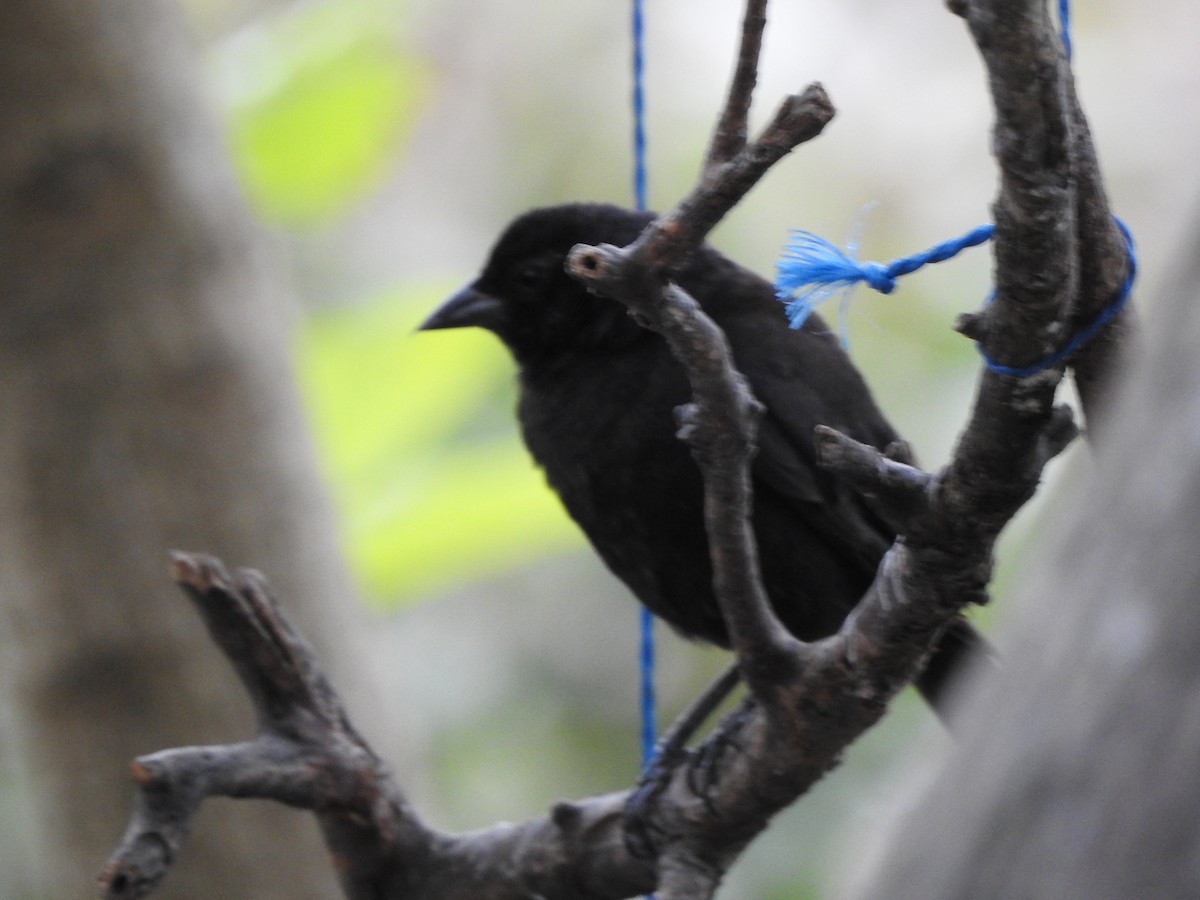 Shiny Cowbird - ML622464574