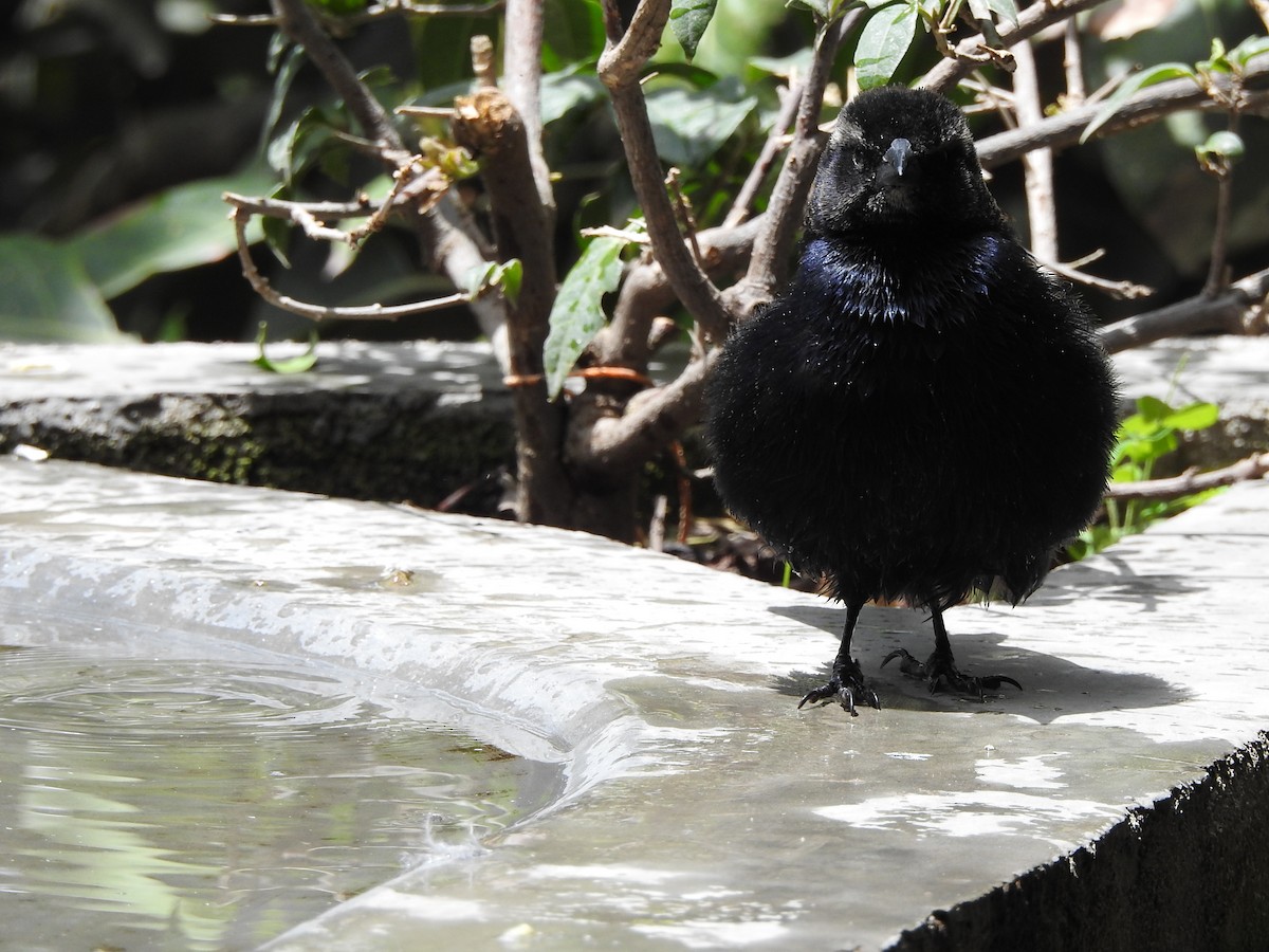 Shiny Cowbird - ML622464578