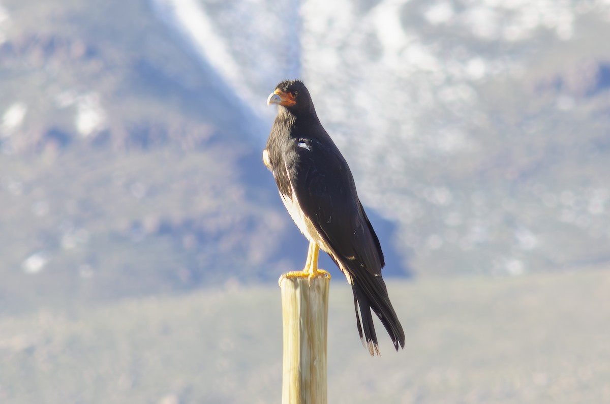 Mountain Caracara - Ximena Carramiñana Collado