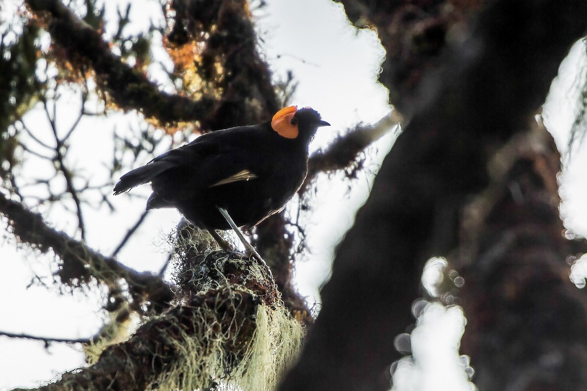 gulskjermhonningeter - ML622464753