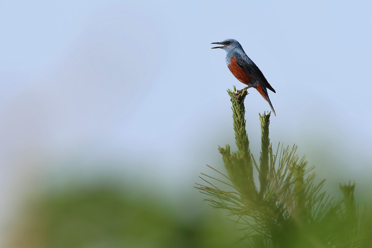 Blaumerle (philippensis) - ML622464756