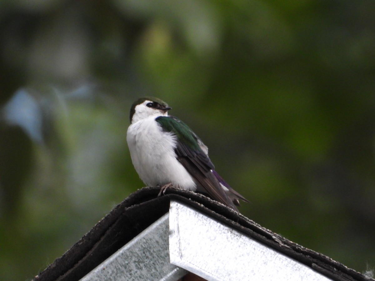 Violet-green Swallow - ML622464759
