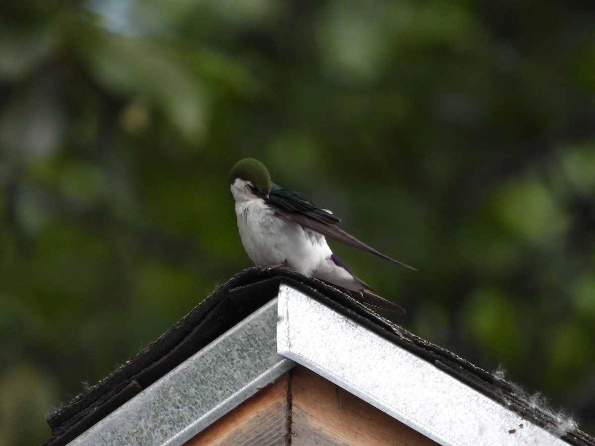 Violet-green Swallow - ML622464760