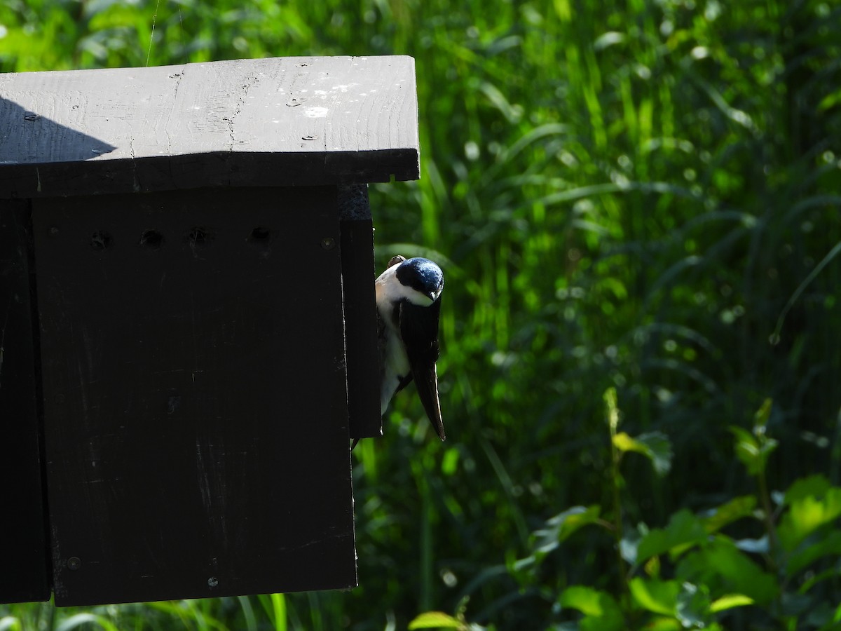 Tree Swallow - ML622464783