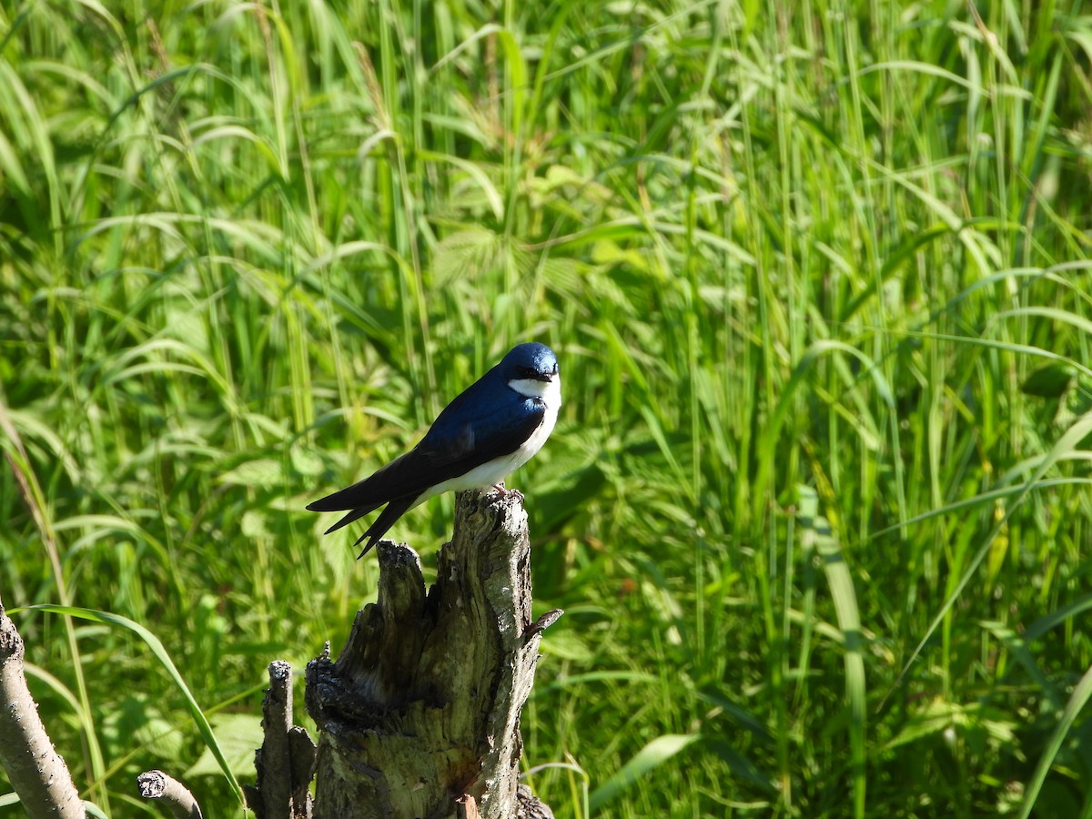 Tree Swallow - ML622464785