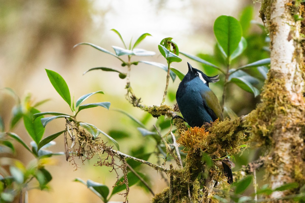 Western Crested Berrypecker - ML622464830