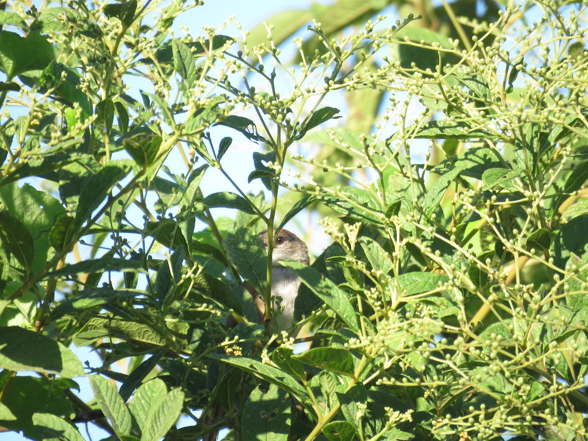 Pale-breasted Spinetail - ML622464839