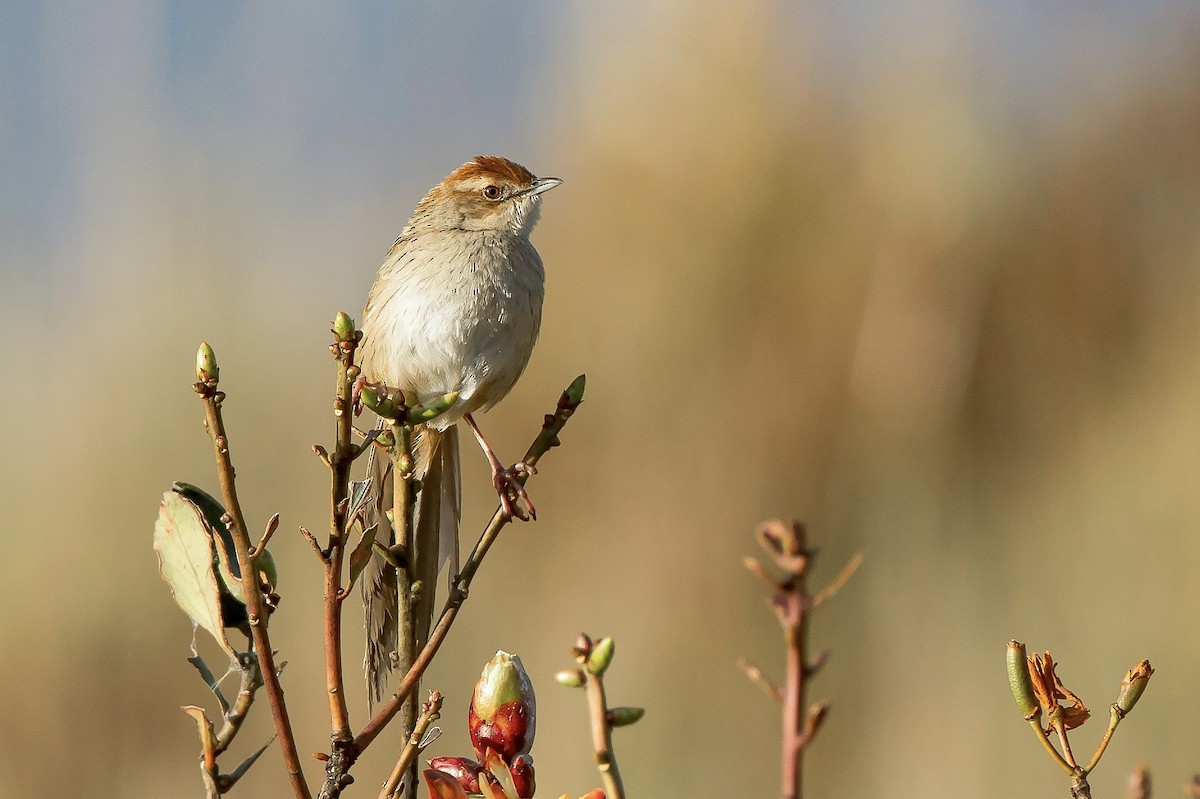 Papuan Grassbird (macrurus Group) - ML622464860