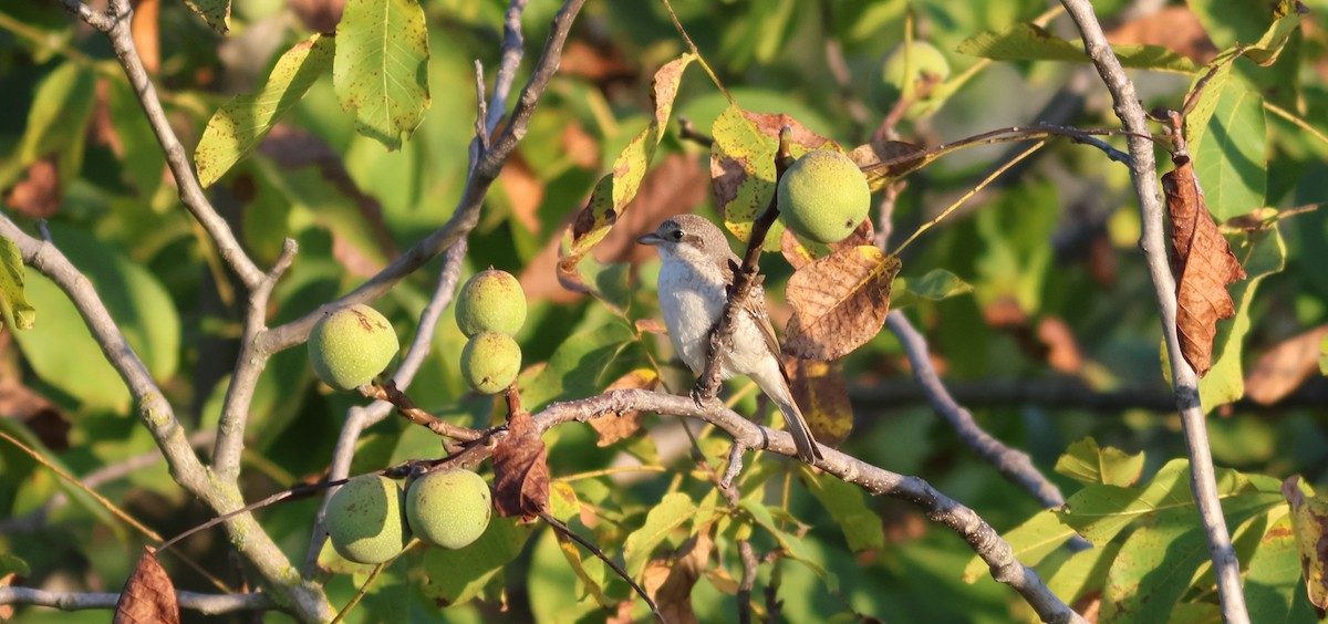 Red-backed Shrike - Mészáros József