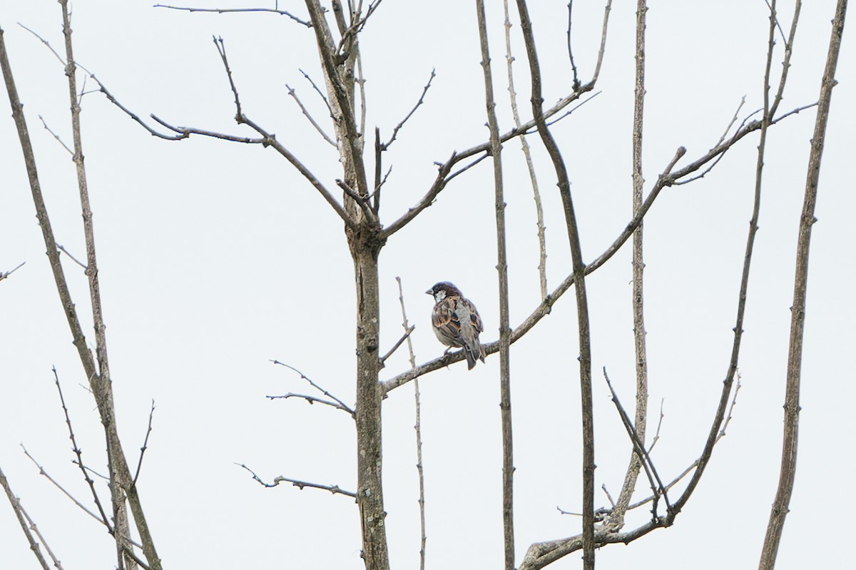 House Sparrow (Indian) - Wich’yanan Limparungpatthanakij