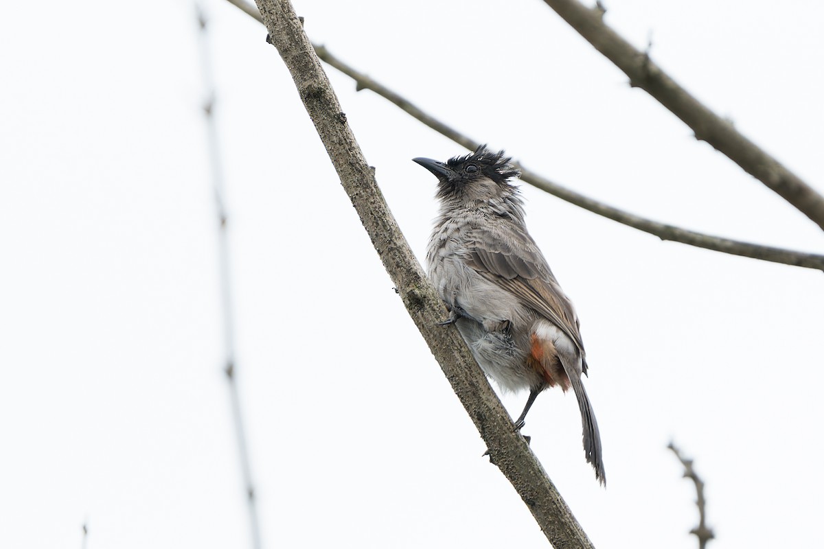 Red-vented x Sooty-headed Bulbul (hybrid) - Wich’yanan Limparungpatthanakij