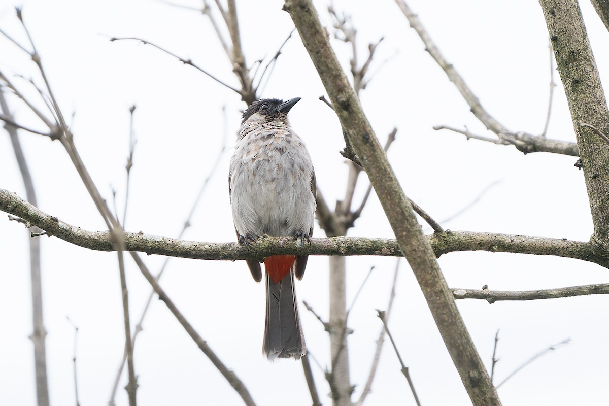 Red-vented x Sooty-headed Bulbul (hybrid) - Wich’yanan Limparungpatthanakij