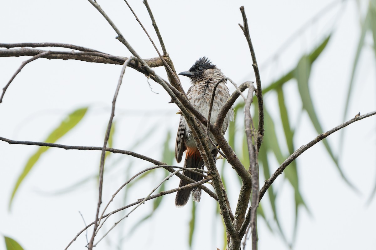 Red-vented Bulbul - ML622464989