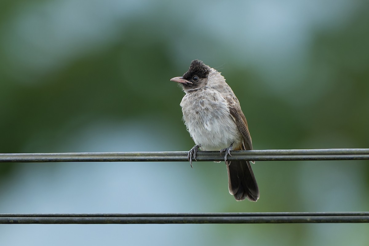 Red-vented x Sooty-headed Bulbul (hybrid) - ML622464991