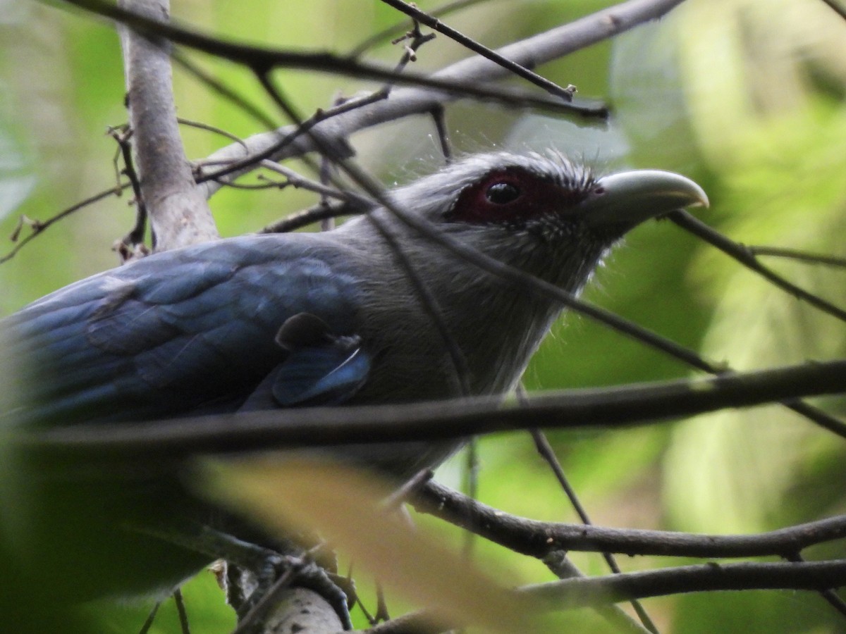 Green-billed Malkoha - ML622465053