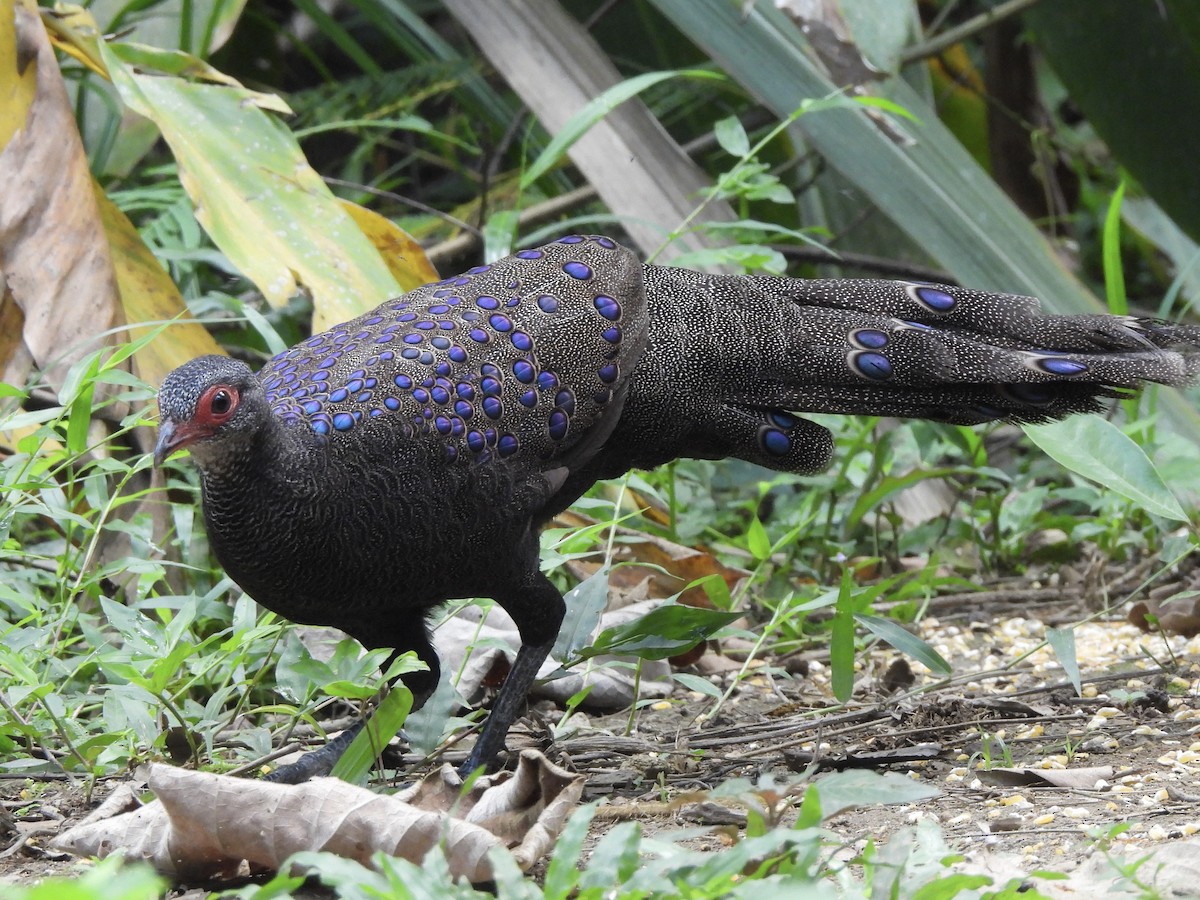 Germain's Peacock-Pheasant - ML622465120