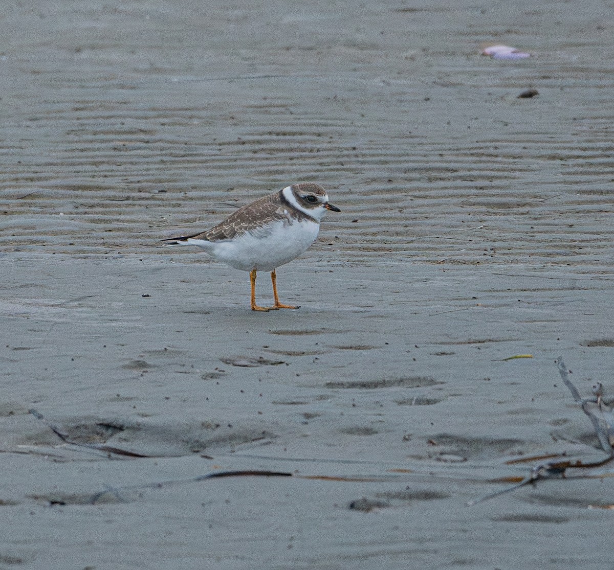 Semipalmated Plover - ML622465126