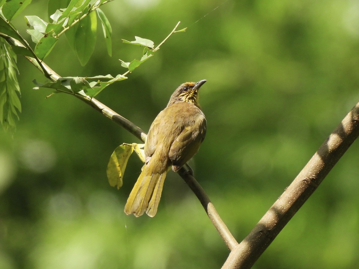 Stripe-throated Bulbul - ML622465149