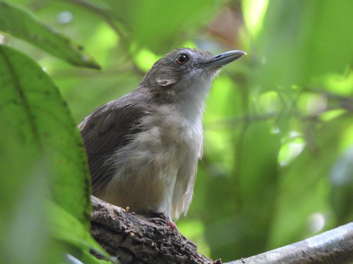 Abbott's Babbler - ML622465150