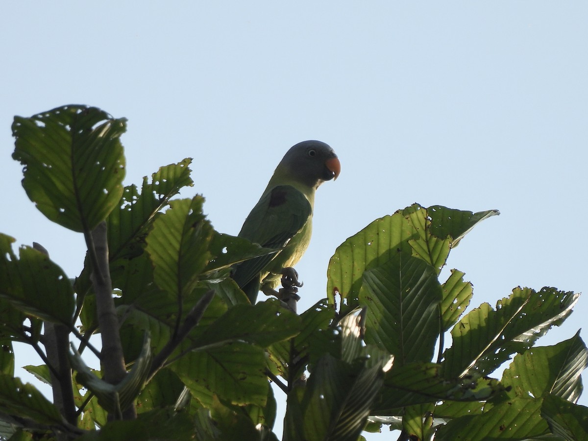 Blossom-headed Parakeet - ML622465156