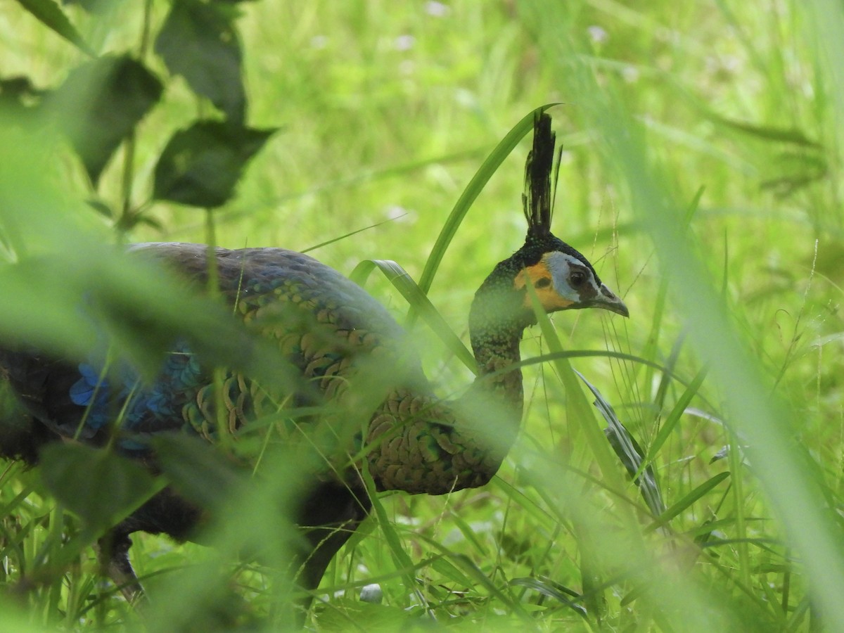 Pavo Real Cuelliverde - ML622465159