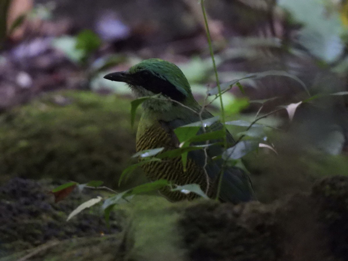 Bar-bellied Pitta - Adrián Colino Barea