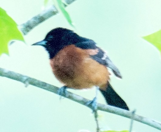 Orchard Oriole - ML62246521