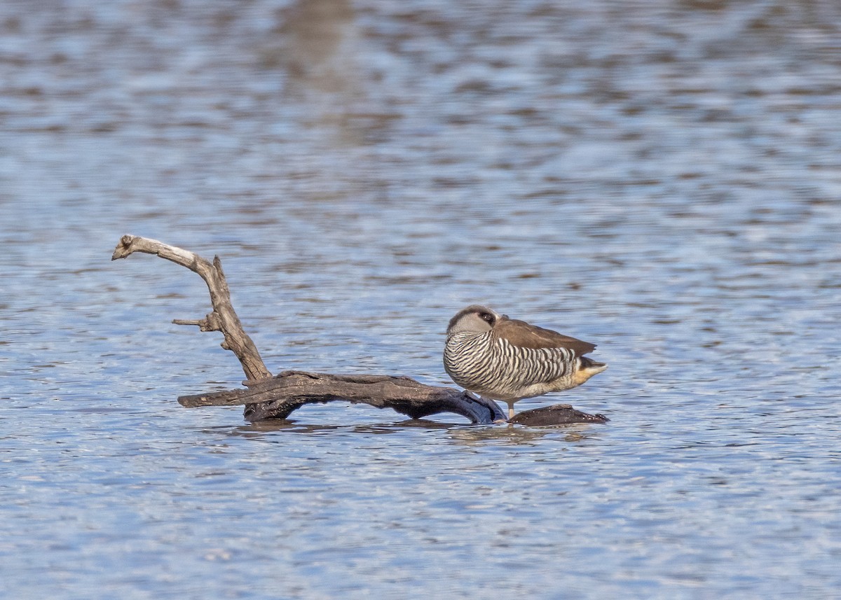 Pink-eared Duck - ML622465229