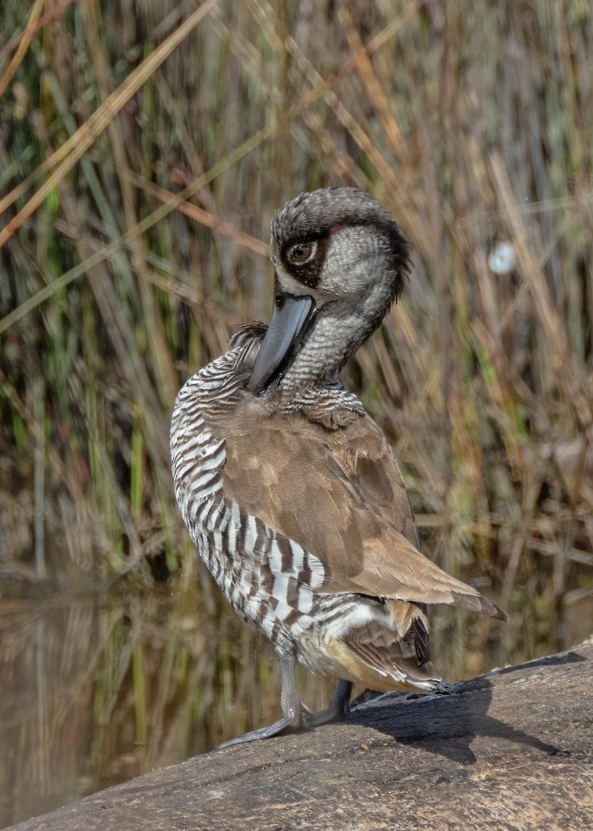 Pink-eared Duck - ML622465230