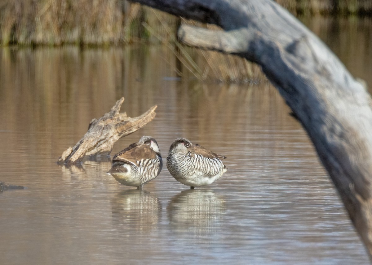 Pink-eared Duck - ML622465231