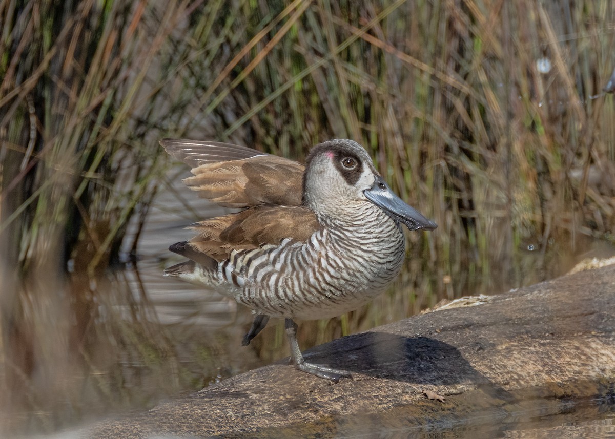 Pink-eared Duck - ML622465232