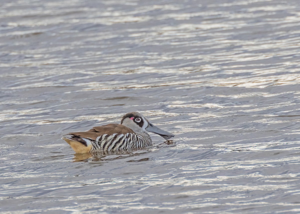 Pink-eared Duck - ML622465234