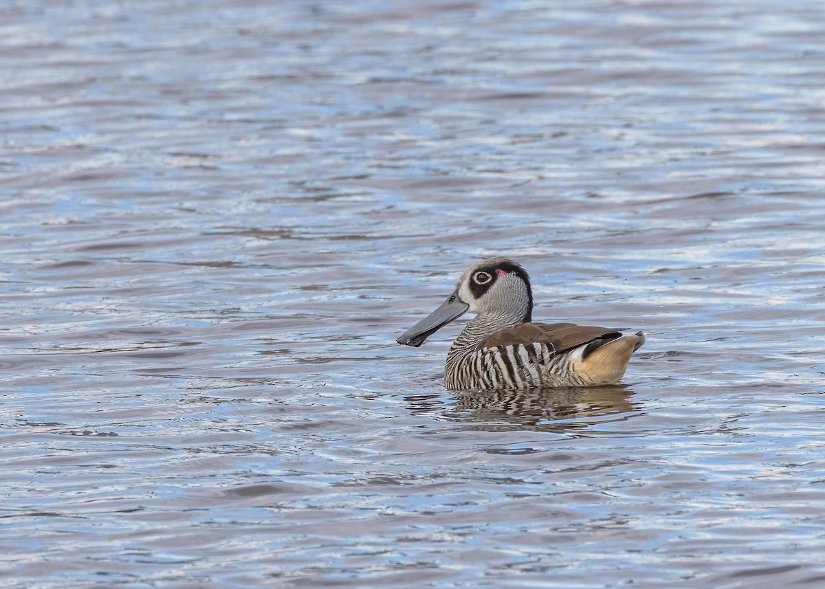 Pink-eared Duck - ML622465235