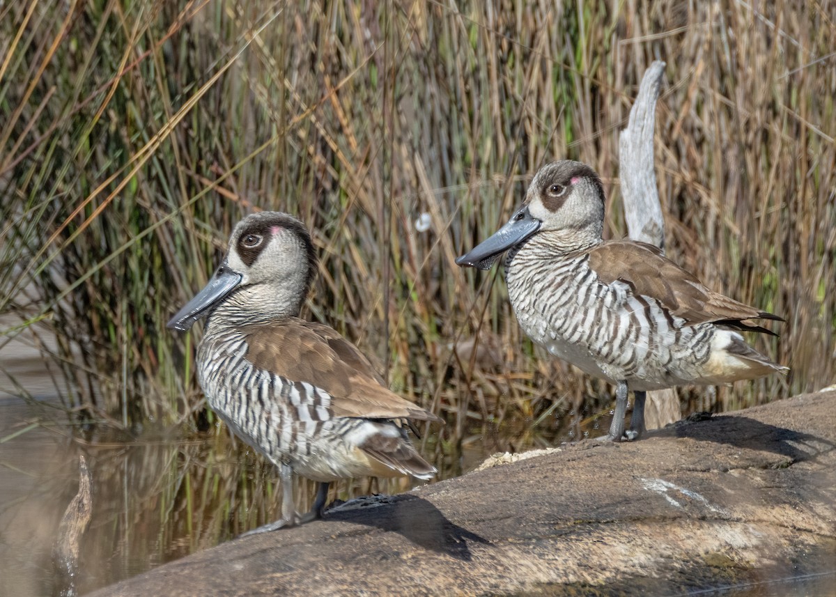 Pink-eared Duck - ML622465236