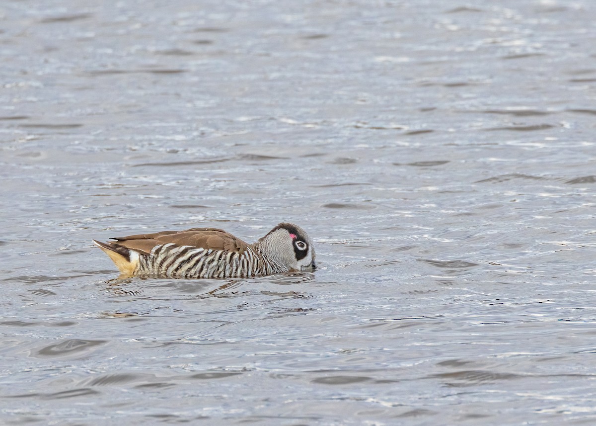 Pink-eared Duck - ML622465237