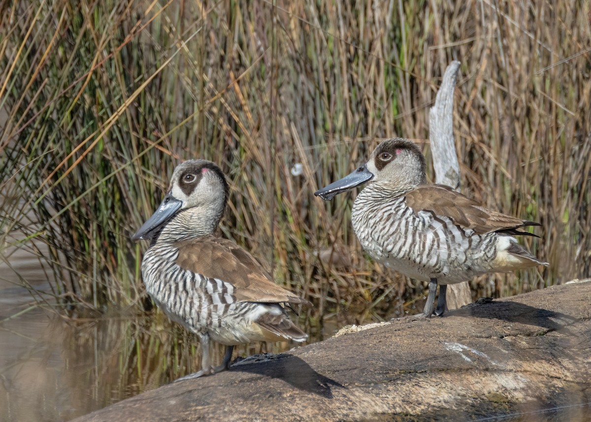 Pink-eared Duck - ML622465238