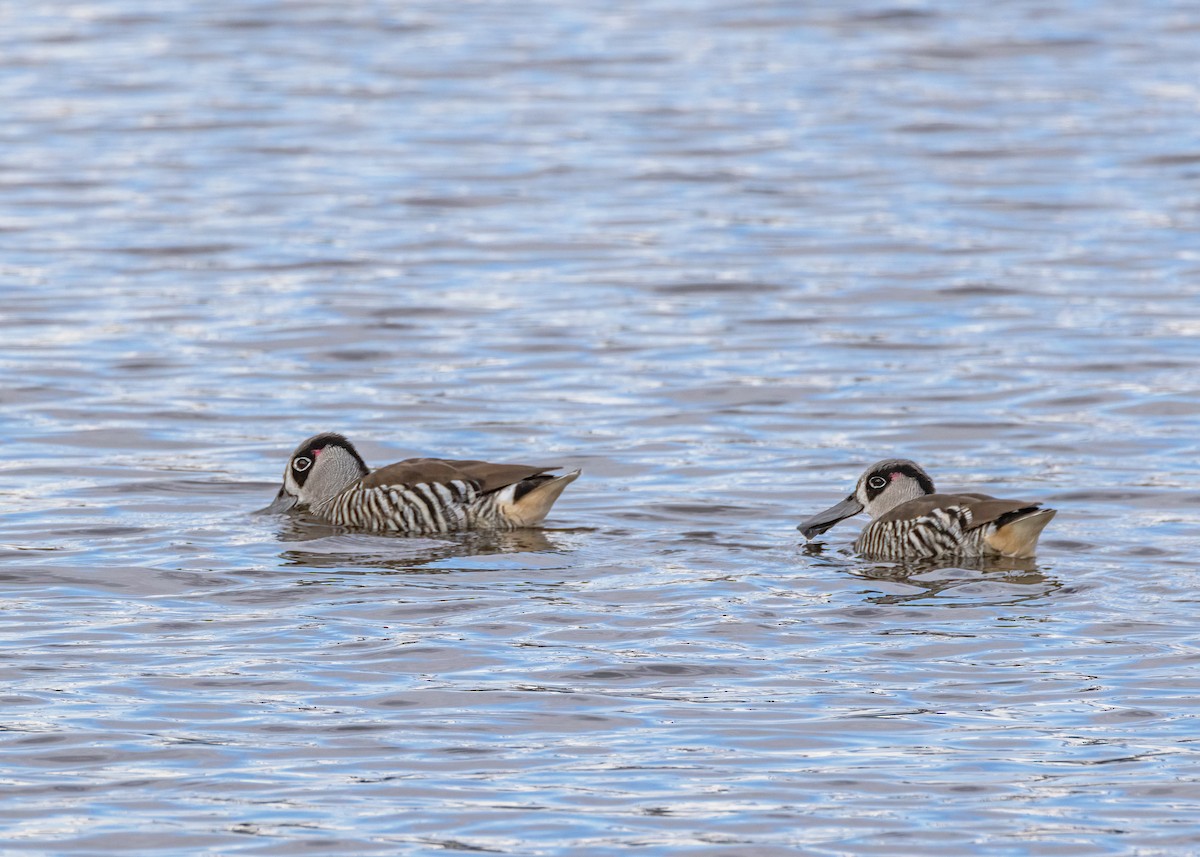 Pink-eared Duck - ML622465239