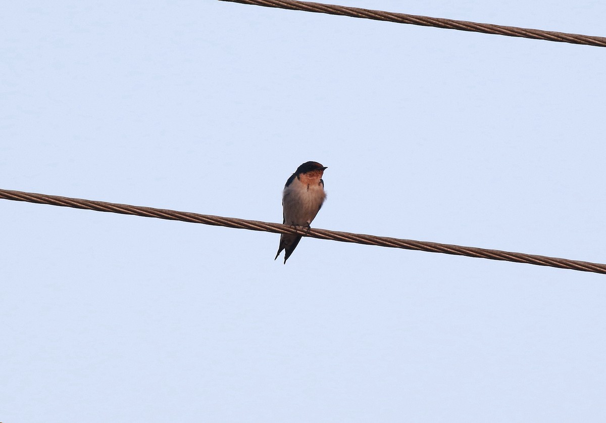 Ethiopian Swallow - ML622465326