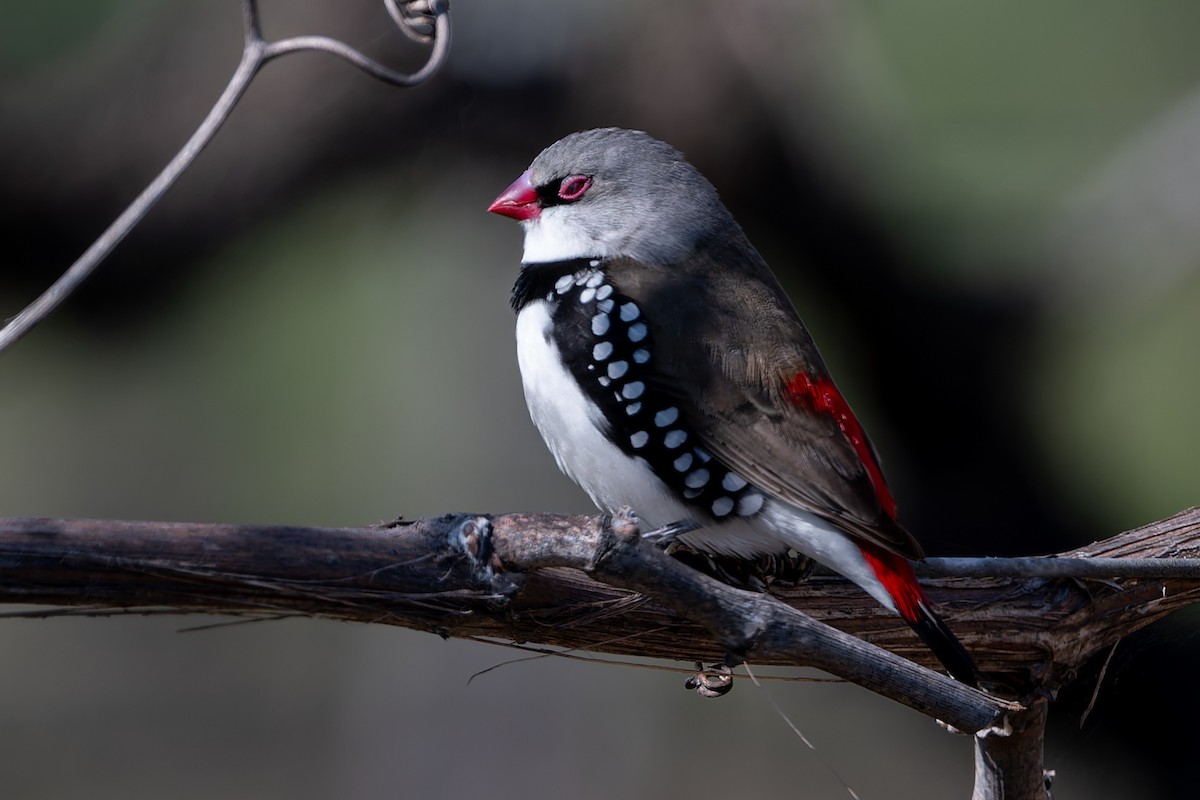 Diamond Firetail - ML622465344