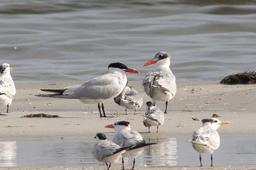 Caspian Tern - ML622465397