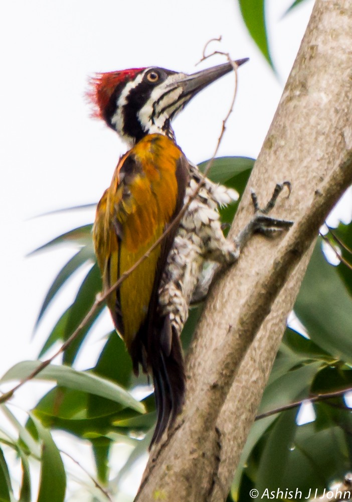 Greater Flameback - ML622465590