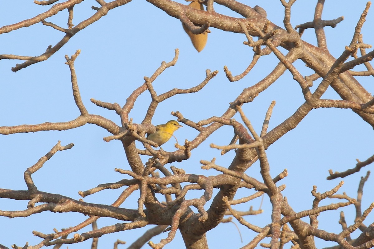 Vitelline Masked-Weaver - ML622465651