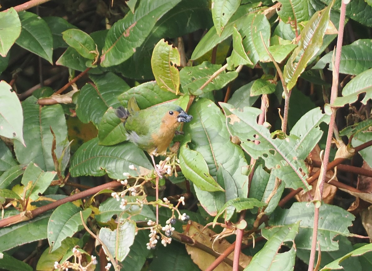 Tawny-breasted Parrotfinch - ML622465697